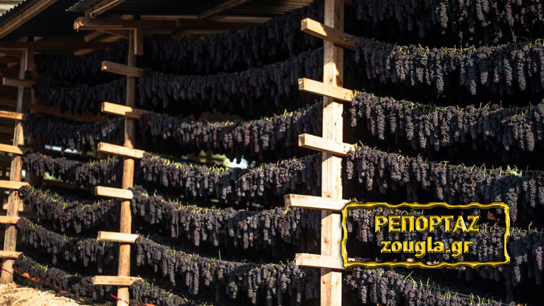 Κόβουν συνδεδεμένες ενισχύσεις από σταφιδοπαραγωγούς, «βυθίζοντάς» τους στην απελπισία